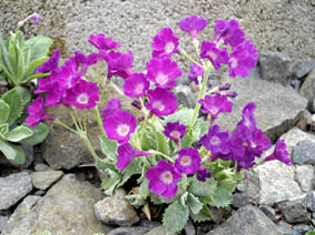 Primula marginata 'Fred Salter'